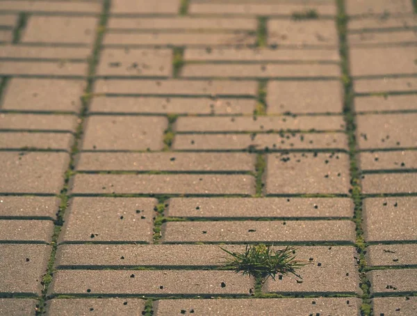 Pavimento empedrado con un montón de hierba. Acera de piedra en variación con una hierba verde — Foto de Stock