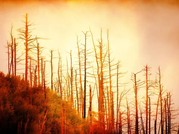 Stripped colorful smoke. Treetops increased from  smoke and stripping inversion. — Stock Photo, Image