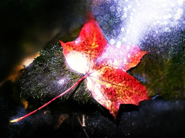 Autumn nature. Detail of rotten maple leaf. Fall leaf lay on dark stone in water mirror — Stock Photo, Image