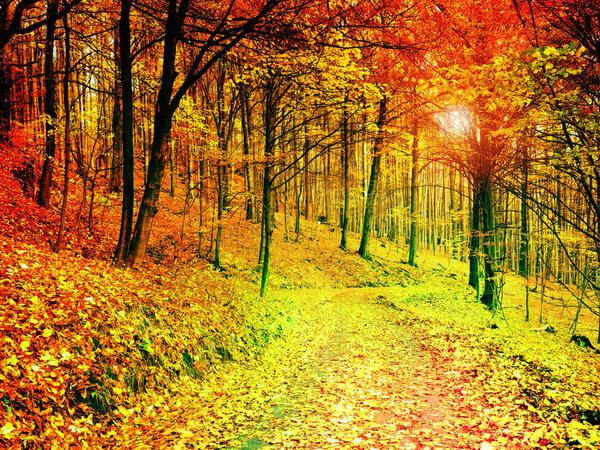 Forest Road in the autumn. Autumn Landscape. Fresh colors of leaves, yellow green leaves