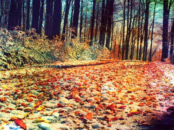 秋の林道。秋の風景です。葉の新鮮な色は、黄緑葉します。 — ストック写真