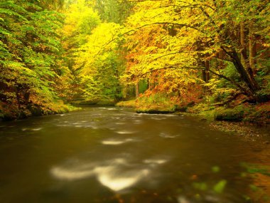 Taşlı nehir tarafından turuncu kayın kapalı bırakır. Dallar su üstünde taze renkli yaprakları