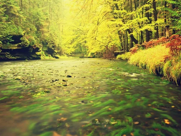 Höstlandskap, färgglada löv på träden, morgon på floden efter regnig natt. Färgglada löv. — Stockfoto