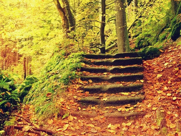 Stony steps in forest, tourist footpath. Bellow golden trunks curved sandstone  steps — Stock Photo, Image