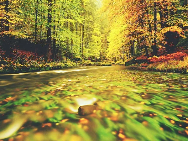 Steinigen Fluss mit orangefarbenen Buchenblättern bedeckt. frische bunte Blätter an Zweigen über Wasser — Stockfoto