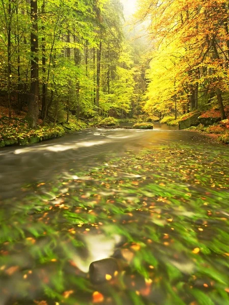 Höstens färgglada skogen ovanför mountain river. Vatten under blad träd med gul orange reflektion. — Stockfoto