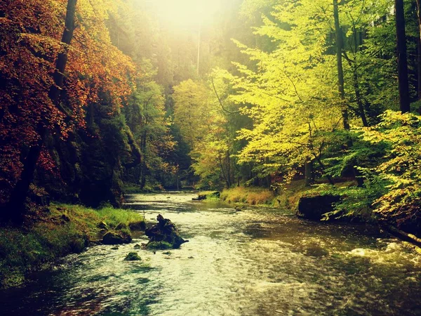Höstens färgglada skogen ovanför mountain river. Vatten under blad träd med gul orange reflektion. — Stockfoto