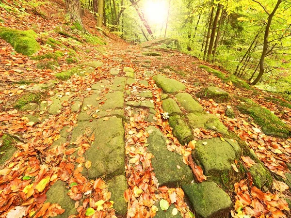 Gamla cobble sten vägen kantas av bokträd i djupa gulch i höst skog. Färska orange blad — Stockfoto