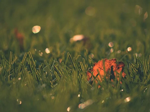 Soccer green. End of football season. Dry leaves   fallen on ground of plastic football turf. — Stock Photo, Image