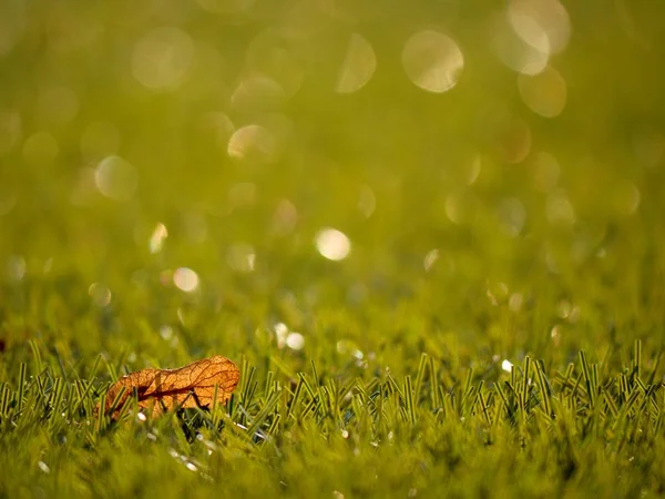Футбол зелений. Кінець футбольного сезону. Сухе листя впало на землю з пластикового футбольного газону . — стокове фото