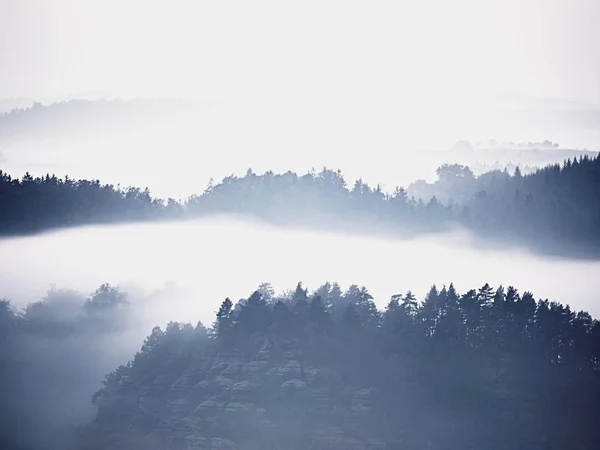 Холодное туманное голубое утро. За минуту до восхода солнца в красивой долине скалистого парка. Деревянные вершины — стоковое фото