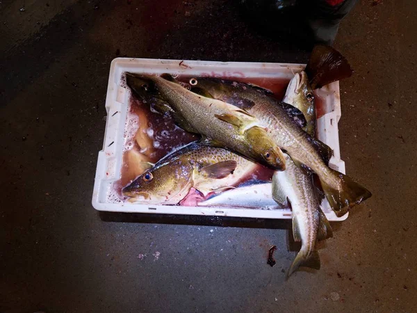 Des morues fraîchement tuées dans une boîte en plastique avec un peu d'eau sanglante. Drainage des poissons dans le sang . — Photo