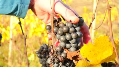 Çiftçi Sonbaharda bağ içinde dondurulmuş üzüm asmaları kalitesini kontrol edin. Asma üzüm hasat, buz şarap olgunlaşma önce geleneksel asma bahçesinde