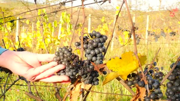 El viticultor controla las uvas de vid después de la primera helada en el viñedo. Otoño temporada de elaboración de la vid antes de la cosecha, maduración en el vino helado — Vídeo de stock