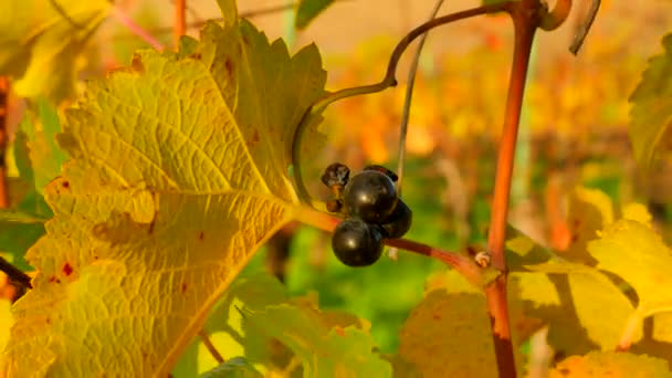 Las hojas amarillas anaranjadas sobre las plantas vitivinícolas en la vinicultura. Otoño comenzar viñedo. Tarde ventosa . — Vídeos de Stock