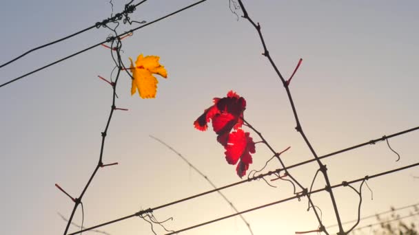 Vignoble automnal. Feuilles jaunes orange rouge sur les vignes dans la cave, derniers rayons chauds du soleil dans l'après-midi venteux . — Video