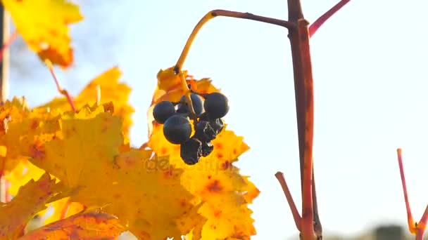 Detailed view of a frozen grape vines in a vineyard in autumn. The vine grapes in vintage autumn before harvest, ripening on ice wine — Stock Video