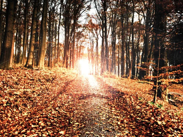 Skogsvägen i höst. Hösten landskap. Fräscha färger av blad, gul gröna blad — Stockfoto