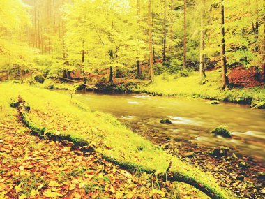 Sonbahar nehir. Renkli sonbahar nehir banka altın yaşlı ağaçların altında hızlı akışı