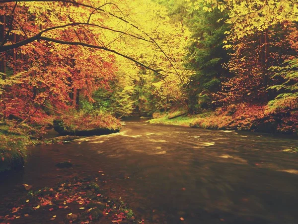 Bosque colorido de otoño sobre el río de montaña. Agua bajo las hojas árboles con reflejo amarillo anaranjado . — Foto de Stock