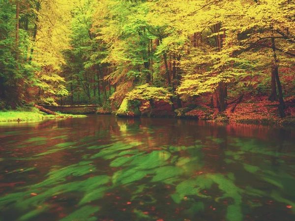 Tarde en el río en colores otoñales brillantes. Humedad en el aire después del día lluvioso . — Foto de Stock