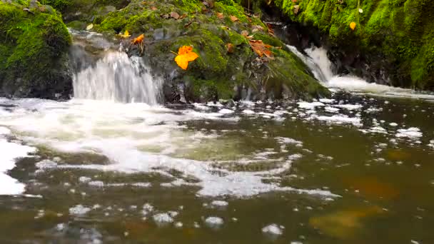 Невеликий водоспад, повний води після дощу. Барвисті листя з кленового дерева і дика вишня на мокрій базальтовій скелі. Камені і барвисті осінні листя — стокове відео
