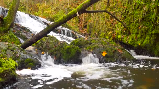 Pequena cachoeira cheia de água após a chuva. Folhas coloridas de árvore de bordo e cereja selvagem que colocam na rocha de basalto molhada. Pedras e folhas de outono coloridas — Vídeo de Stock