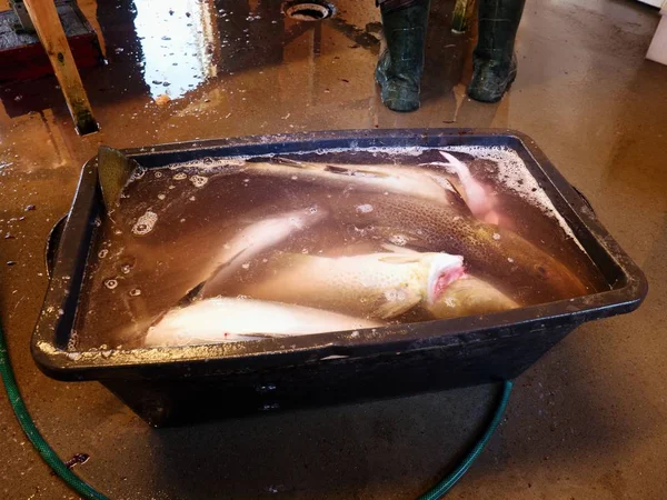 Vers gedood kabeljauw vissen in een plastic doos met een beetje van bloedige water. Zuig vis in het bloed. — Stockfoto