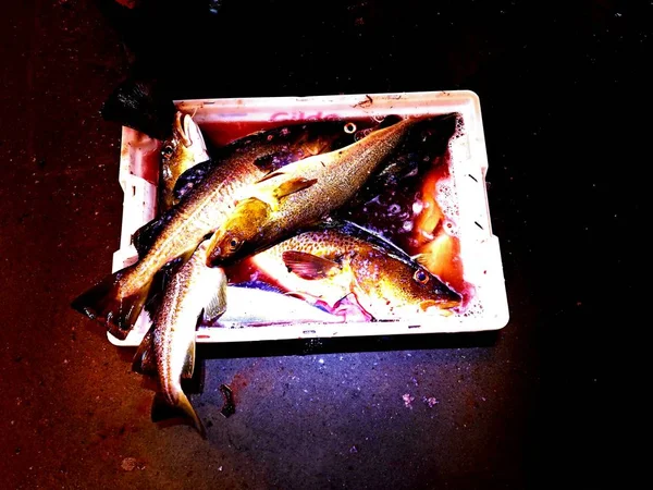 Pescado de bacalao recién matado en una caja de plástico con un poco de agua con sangre. Drenaje de peces en la sangre . —  Fotos de Stock