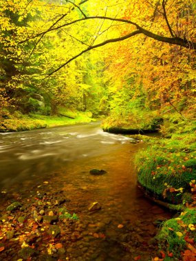 Fall river. Orman sonbahar ağaçlarıyla güzel dağ dere