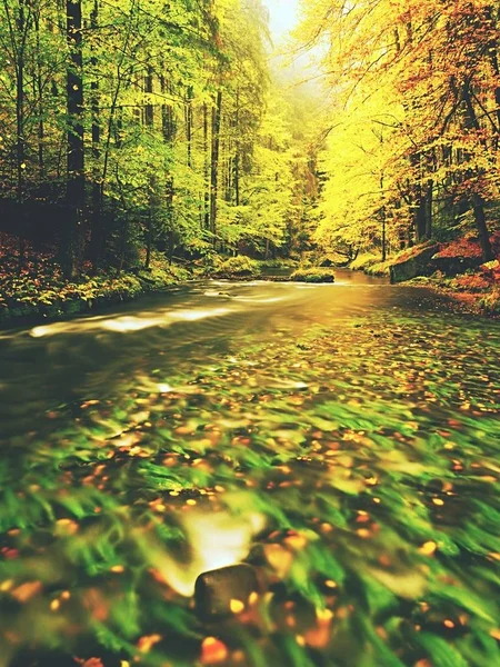 Levande hösten. Färger höstlig floden i skogen. Färgglada banker med lämnar, lämnar träd — Stockfoto