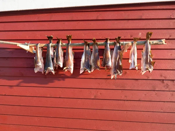 Suszenia ryb dorsz. Niesolonego dorsza, suszone przez zimny wiatr na drewnianych żerdziach. Czerwony tradycyjny dom — Zdjęcie stockowe