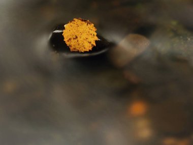 Sonbahar renkli yaprak. Bazalt taş dağ çayı bulanık suda güzel sarı kırık yaprak