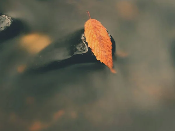 Pierwszy kolorowy liść fal w górskiej rzece. Żwir i głazy poniżej woda zimny — Zdjęcie stockowe
