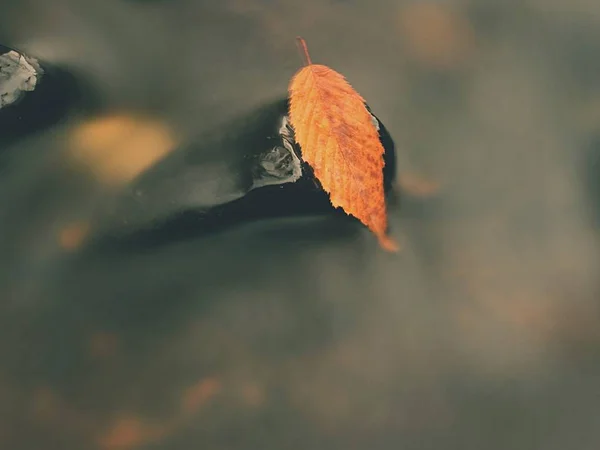 La première feuille colorée falen dans la rivière de montagne. Gravier et rochers soufflent l'eau froide claire — Photo