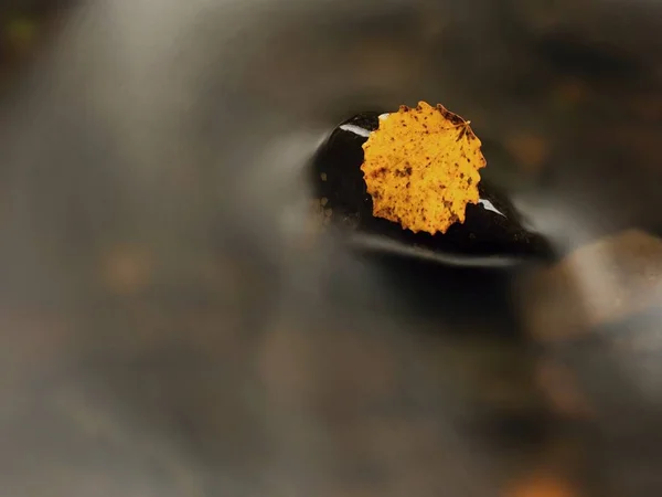 Höstens färgglada löv. Fin gul brutna blad på basalt sten i suddiga vatten fjällbäck — Stockfoto