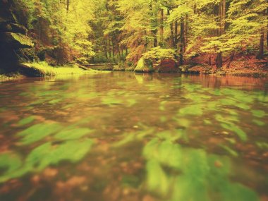 Fall river. Orman sonbahar ağaçlarıyla güzel dağ dere