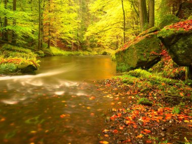 Rüya gibi günbatımı dağ sonbahar ormandaki yukarıda. Nehir kıyısında ağaçlar arasında renkli sis