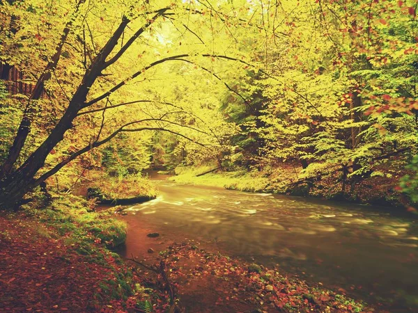 上方山在秋天森林的梦幻日落。河岸上的树之间的多彩雾 — 图库照片