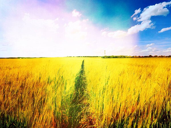 Полуденное золотое поле ячменя. Солнце над горизонтом засияет над молодым ячменным полем
