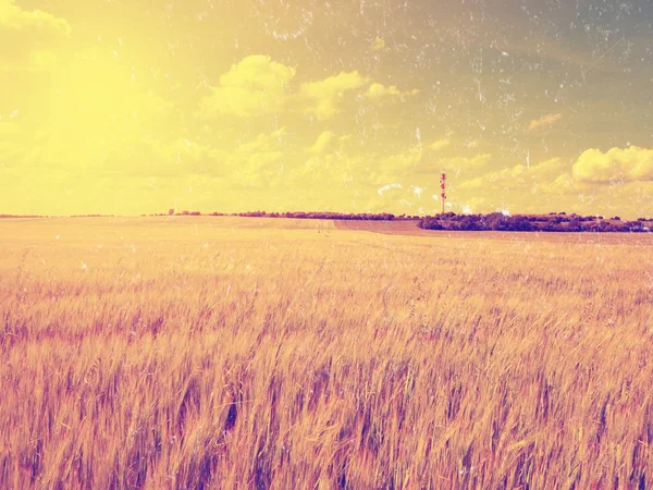 Tarde campo dorado de cebada. El sol sobre el horizonte se esmalta sobre una cebada joven — Foto de Stock