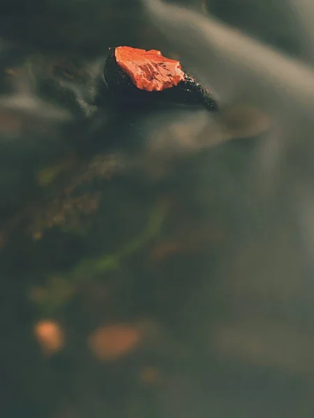 Folha de bordo caída em pedregulhos de basalto em rápido de rio de montanha. Água láctea baixa, algas verdes suaves expostas — Fotografia de Stock