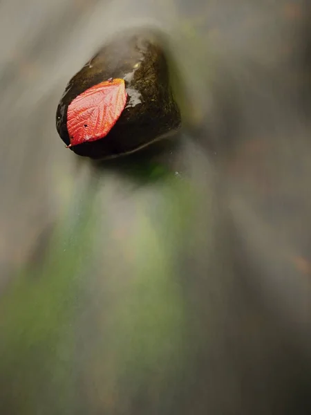 Kolczastych liści malin złowionych na mokrym kamieniu. Lleaves uwięzione w środku górskiego strumienia. — Zdjęcie stockowe