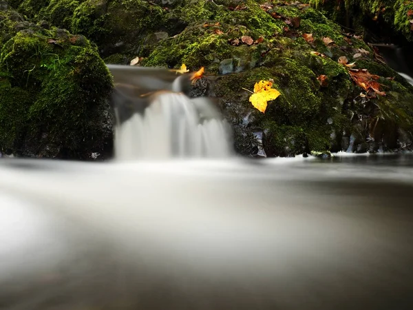Colorful leaves caught in mountain river, autumn colors in stream. Wave over mossy stone — Stock Photo, Image