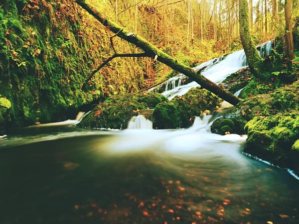 Cascata autunnale sul torrente di montagna. Acqua schiumosa sta cadendo sopra masso muschiato e foglie corrose . — Foto Stock