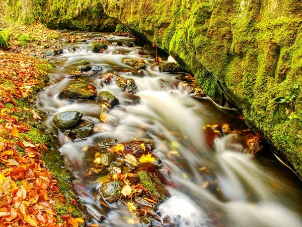 Feuilles colorées capturées dans la rivière de montagne, couleurs d'automne dans le ruisseau. Onde sur la pierre mousseuse — Photo