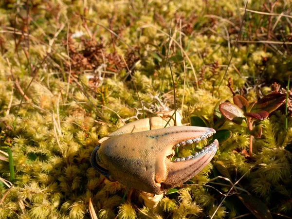 Garra de cangrejo en una costa de roca musgosa, vista de marea baja. El resto del cangrejo después de que un ave marina se alimenta . — Foto de Stock