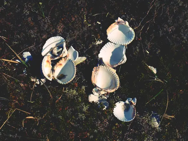 White empty seas hells in moss. Empty shells, the rest after a sea birds feed. — Stock Photo, Image