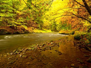 Parlak sonbahar renkleri nehirde de akşam. Hava yağmurlu bir gün sonra nem.