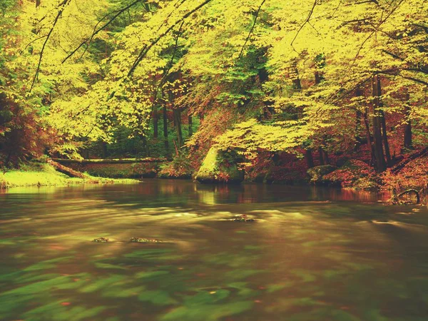 Outono vívido. Cores do rio outonal na floresta. Bancos coloridos com folhas, folhas árvores — Fotografia de Stock